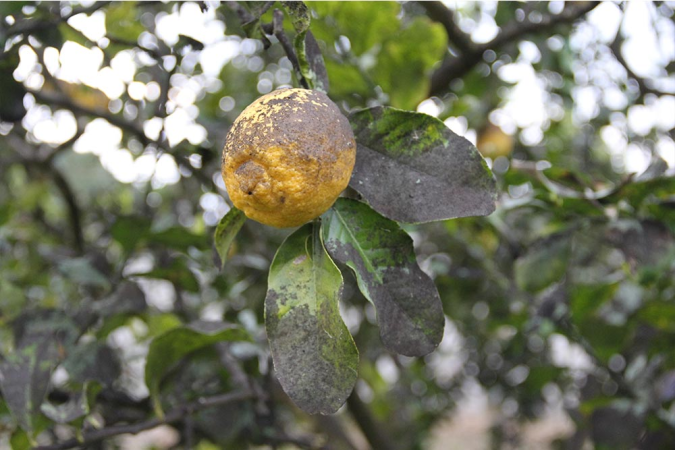 Eliminare la Fumaggine in modo naturale